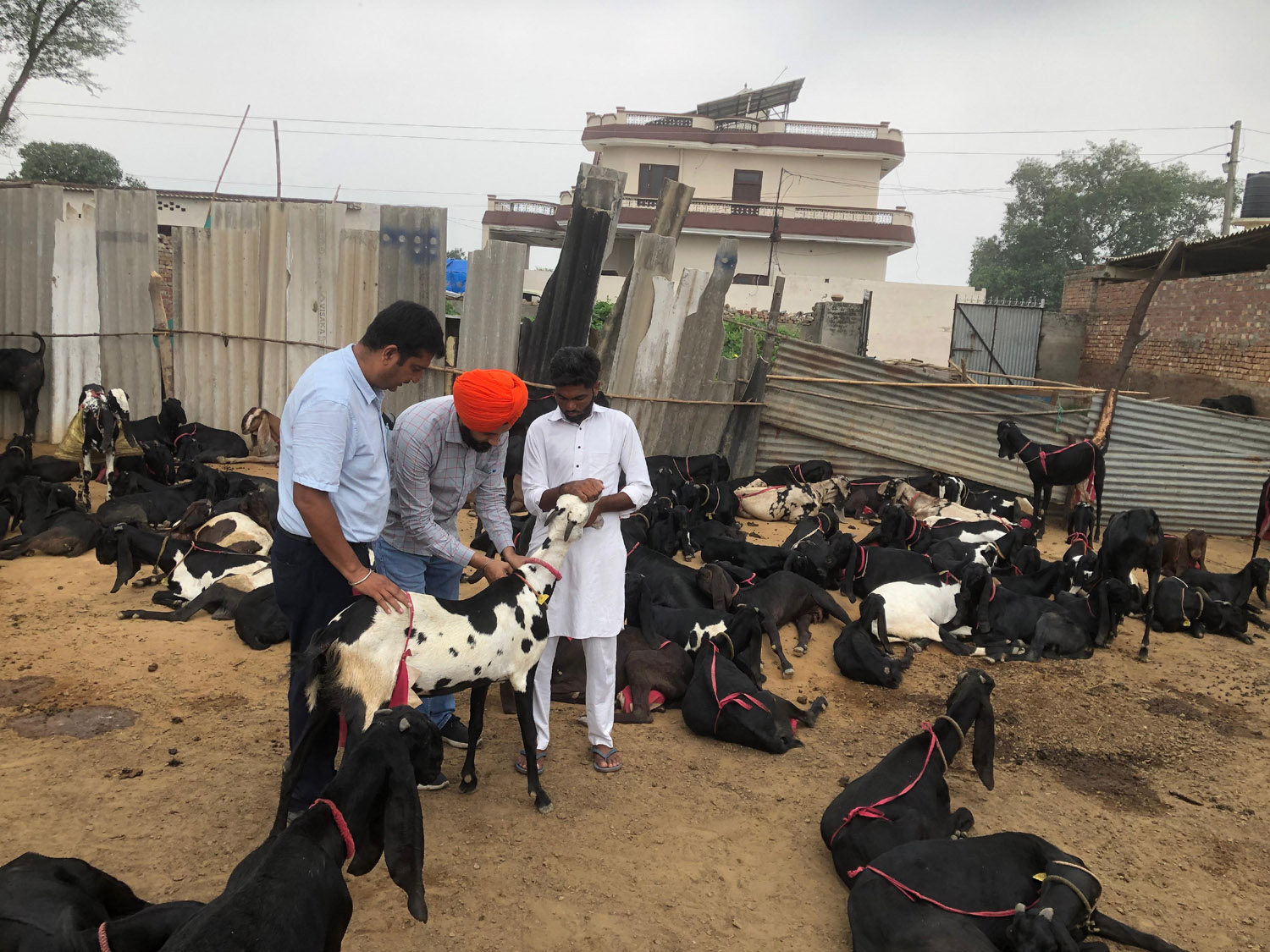 Vet Varsity issues advisory of Goat Herds during Floods